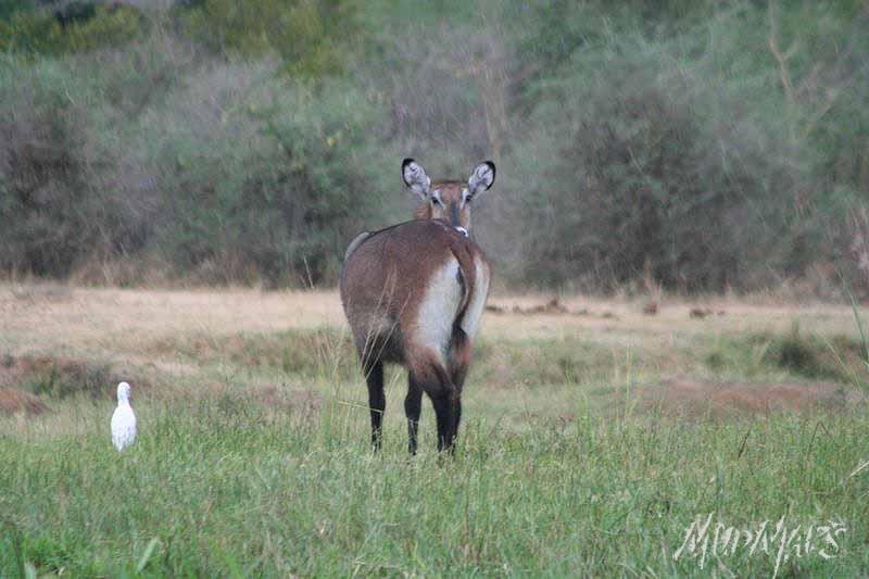 Mud Maps Africa Murchison Falls NP 2659